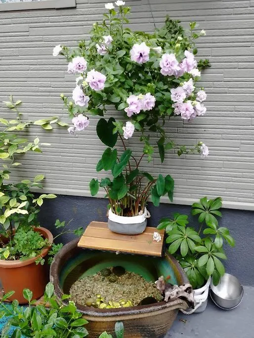 Near Sky Tree / Sumida River #Room1999 Luming1999 Tokyo Apartment